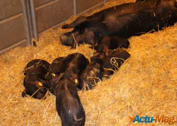 Le salon de l&rsquo;agriculture c&rsquo;est fini… retour sur cette 52éme exposition