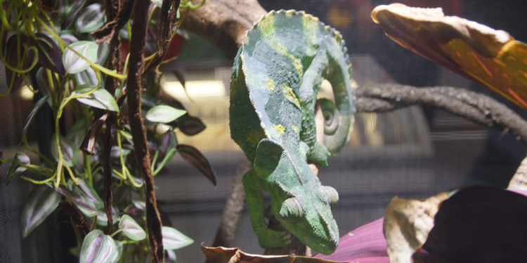 Colmar : découvrez en images l’édition de La Bourse aux Reptiles 2015