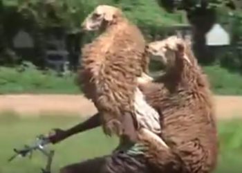 LOL : Il transporte des moutons sur son vélo !