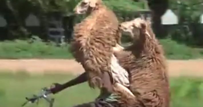 LOL : Il transporte des moutons sur son vélo !