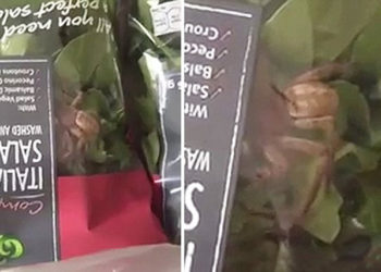 Elle trouve une araignée géante dans un sachet de salade !