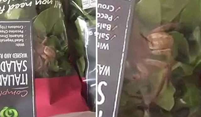 Elle trouve une araignée géante dans un sachet de salade !