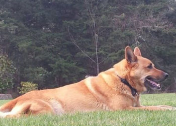 Salma Hayek en deuil après la mort de son chien tué d’une balle dans le cœur !