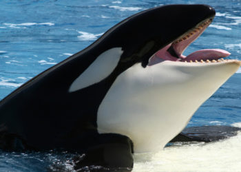 Sea World : La santé de Tilikum, le plus célèbre des orques se détériore gravement !