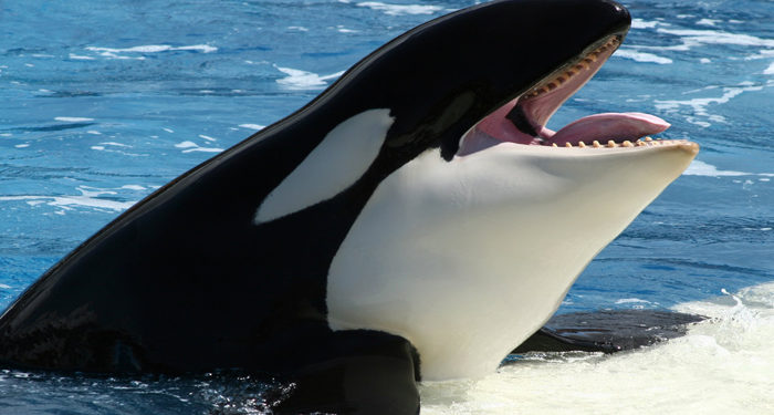 Sea World : La santé de Tilikum, le plus célèbre des orques se détériore gravement !