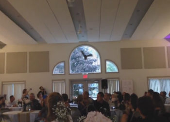 Un hibou termine sa course dans la vitre d&rsquo;une salle des fêtes alors qu&rsquo;il devait amener les alliances aux mariés !