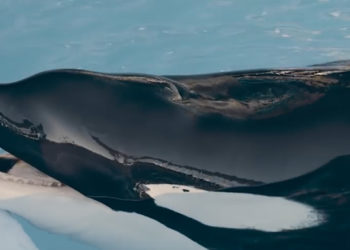 Sea World : l’orque mâle Tilikum va mieux pour le plus grand bonheur de ses soigneurs !