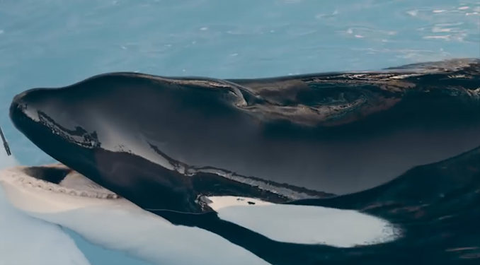 Sea World : l’orque mâle Tilikum va mieux pour le plus grand bonheur de ses soigneurs !