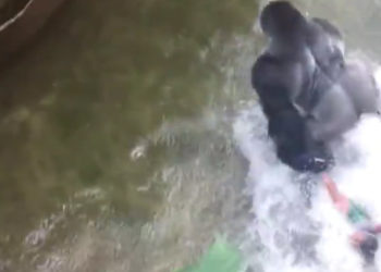 Zoo de Cincinnati: Nouvelles images terribles du gorille trainant l&rsquo;enfant !