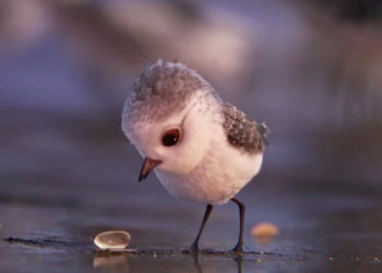Les toutes premières images de « Piper », le nouveau court métrage de Disney Pixar !