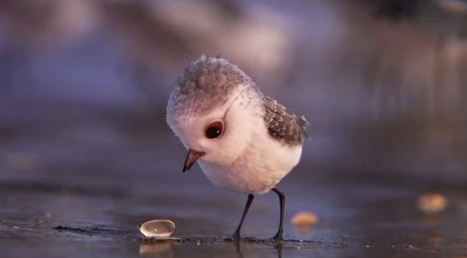 Les toutes premières images de « Piper », le nouveau court métrage de Disney Pixar !