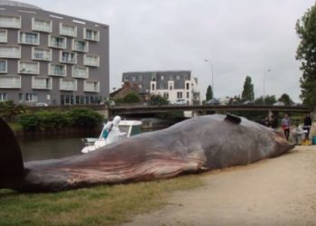 Rennes : Le cachalot échoué dans le centre de Rennes n’était en vérité qu’une œuvre d’art !