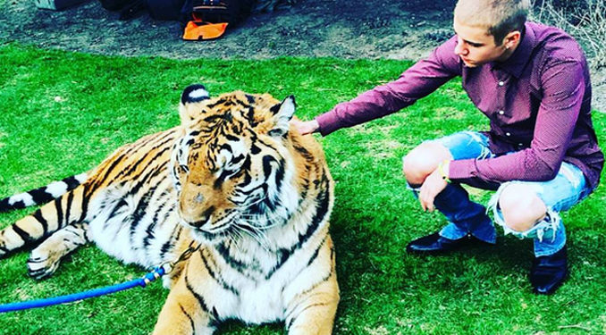 Justin Bieber : Il est interdit de selfies avec des gros chats au Canada !