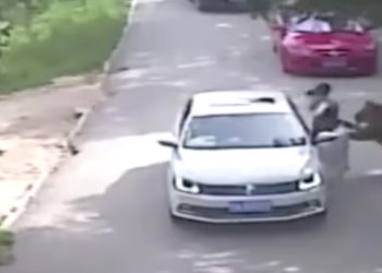 Chine : Une femme se fait attaquer par un tigre après être sortie de son véhicule dans un parc animalier !
