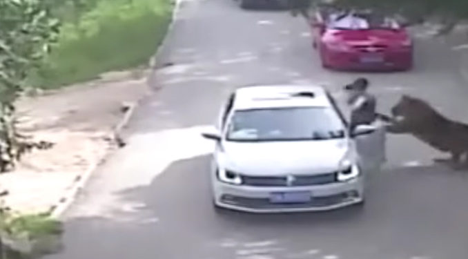 Chine : Une femme se fait attaquer par un tigre après être sortie de son véhicule dans un parc animalier !