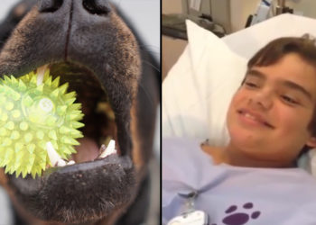 États-Unis : Aux urgences, ce petit garçon respire en « couinant » après avoir inhalé le jouet de son chien !