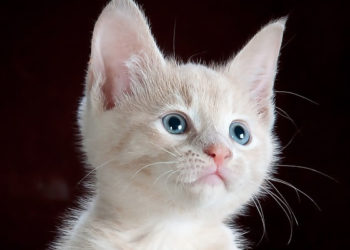 Lyon : Un simple rappel à la loi pour un homme qui a tiré sur un chaton !