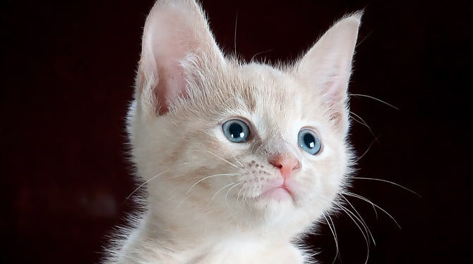 Lyon : Un simple rappel à la loi pour un homme qui a tiré sur un chaton !