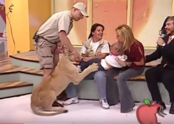 Mexique : Un jeune lion attaque en direct un enfant à la Télévision !