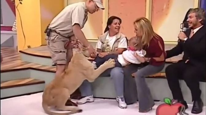 Mexique : Un jeune lion attaque en direct un enfant à la Télévision !