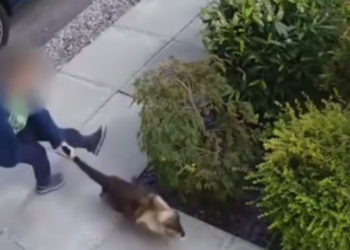 Royaume-Uni : Un enfant de 5 ans maltraite un chat qui va se retourner contre lui en le griffant au cou !