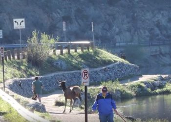 Un jogger et son chien poursuivis par un Wapiti !
