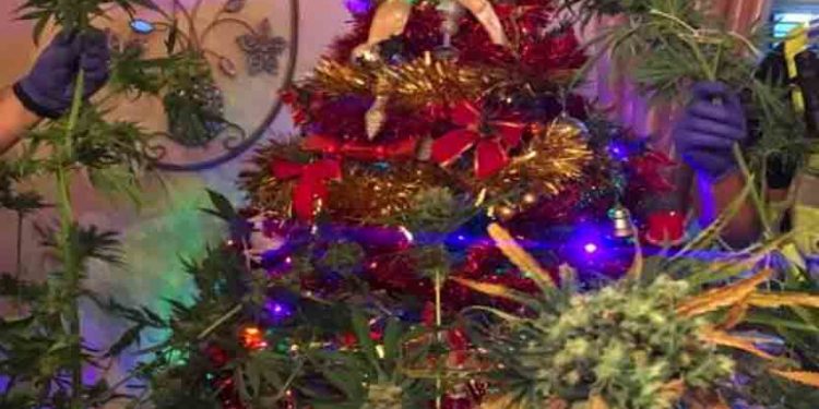 Angleterre : En contrôlant le domicile d’un homme, les policiers découvrent une plante de cannabis décorée en sapin de noël !