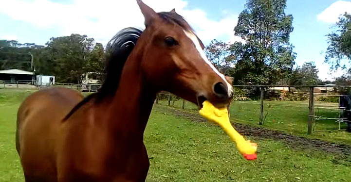 Un cheval s’amuse avec un poulet en plastique !