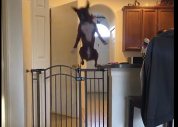 Le saut surréaliste d&rsquo;un chien au dessus d&rsquo;une barrière !