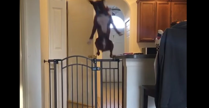 Le saut surréaliste d’un chien au dessus d’une barrière !