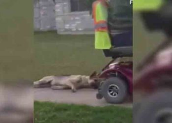 États-Unis : La vidéo d’un homme trainant son chien derrière son fauteuil roulant électrique choc les américains !