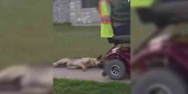 États-Unis : La vidéo d’un homme trainant son chien derrière son fauteuil roulant électrique choc les américains !