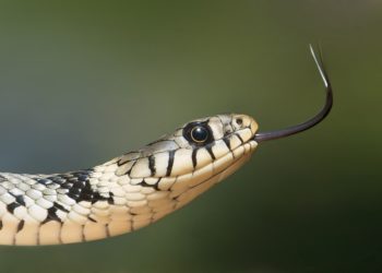 Son serpent se coince dans son lobe d’oreille