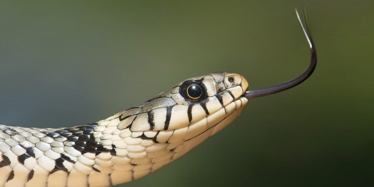Son serpent se coince dans son lobe d’oreille