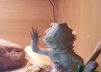Le lézard répond à son maître qui lui fait un coucou !