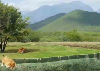 Mexique : Une lionne tente d’attaquer des visiteurs et chute violemment de son enclos !