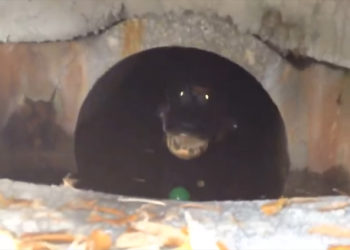 Il découvre un gigantesque alligator dans ses égouts !