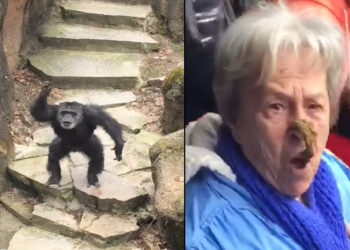 Une mamie reçoit des excréments au visage lancés par un chimpanzé !
