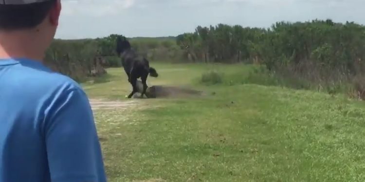 Floride : L’incroyable réaction d’un cheval qui s’en prend à un alligator sur un parcours de golf