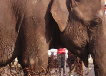 Paris : Un éléphant sème la zizanie rue de Rivoli après s’être échappé d’un cirque !
