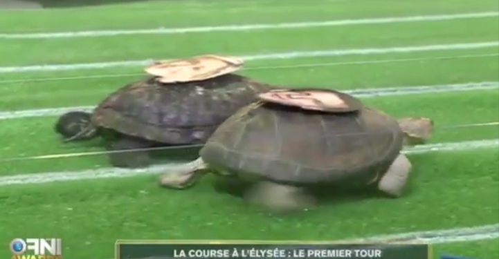 Les tortues Macron Lepen