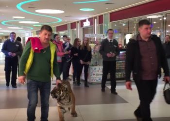 Russie : Il se promène dans un centre commercial avec son tigre