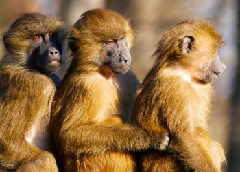 Television - Ce inédit standard de télévision pourrait bientôt remplacer votre box - PhonAndroid Cette information attire particulièrement l’attention..