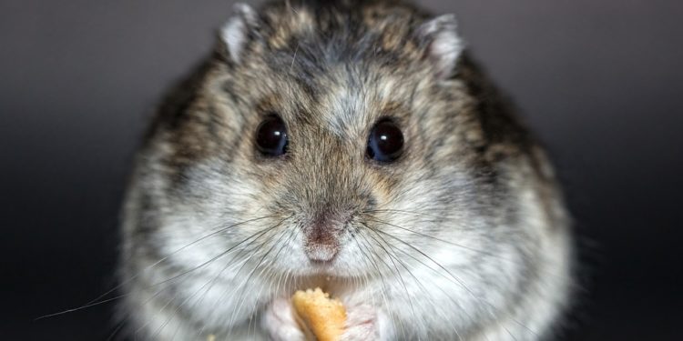 Hamster