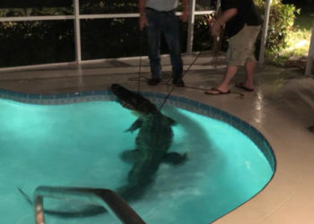 alligator