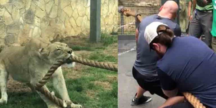 Texas : 3 champions de la WWE ne font pas le poids face à une lionne lors d’un concours de tir à la corde !