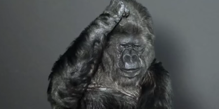 Koko