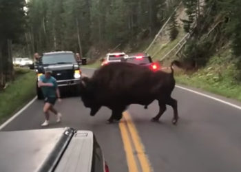 bison