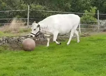 Vache