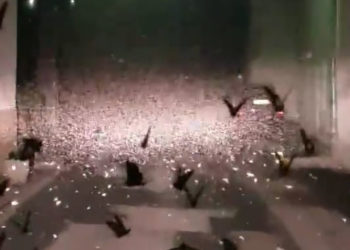 Elle filme des milliers de papillons qui envahissent un petit village de l’Ain